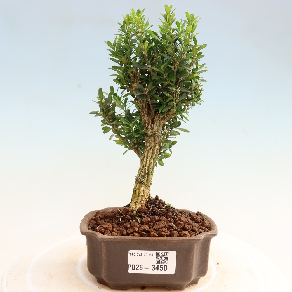 Pokój bonsai - Buxus harlandii - buxus korkowy