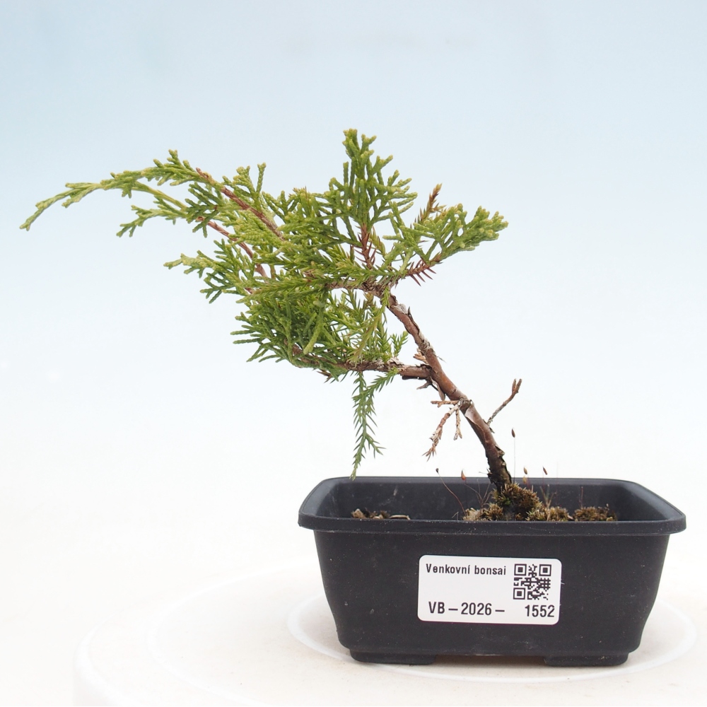 Outdoor bonsai - Juniperus chinensis Itoigawa