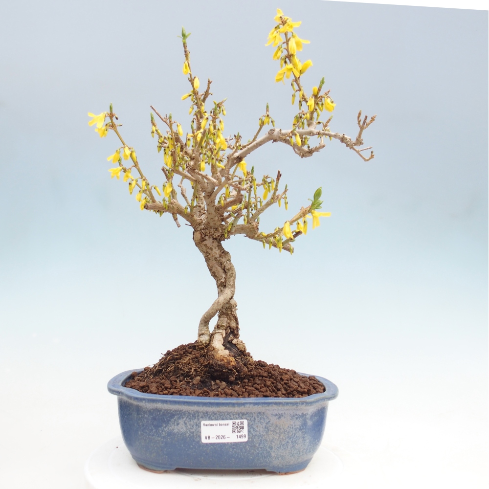 Outdoor bonsai - Zlatice - Forsycja koreańska