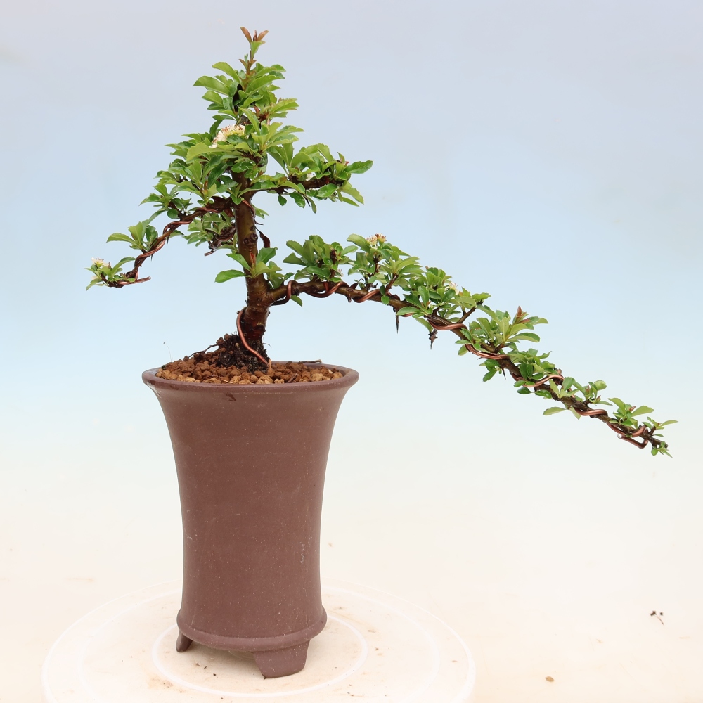 Bonsai ogrodowe – Pyracantha teton – ognik szkarłatny
