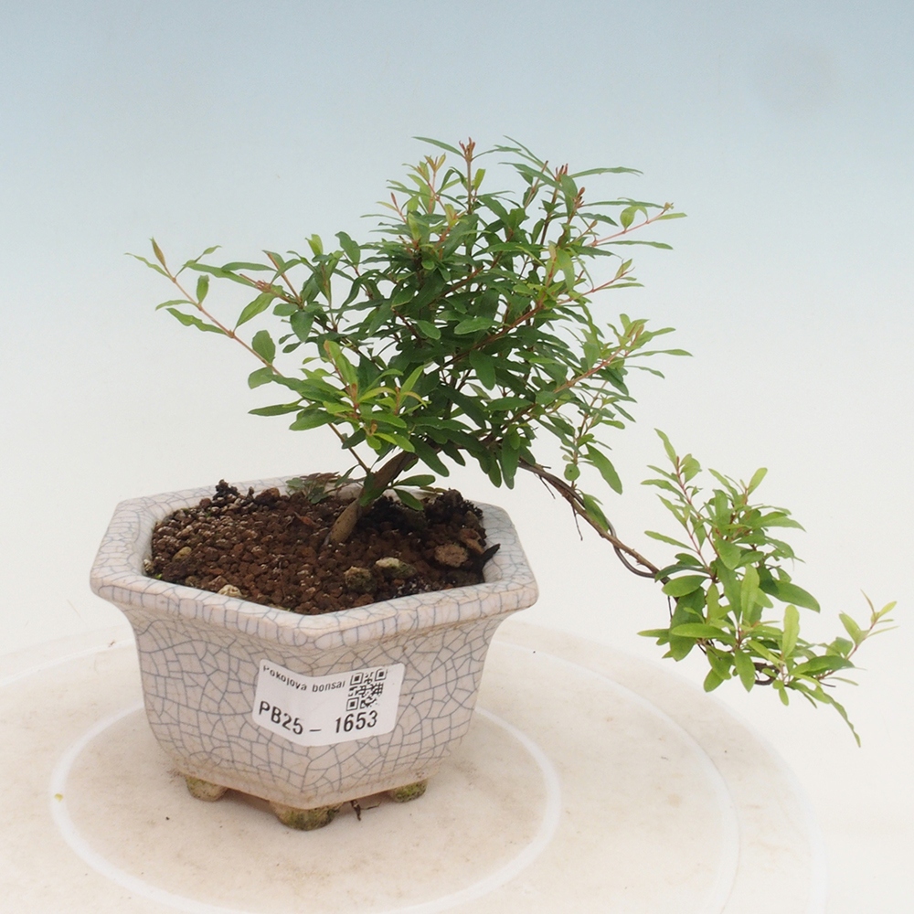 Pokój bonsai-Punica granatum -Granat