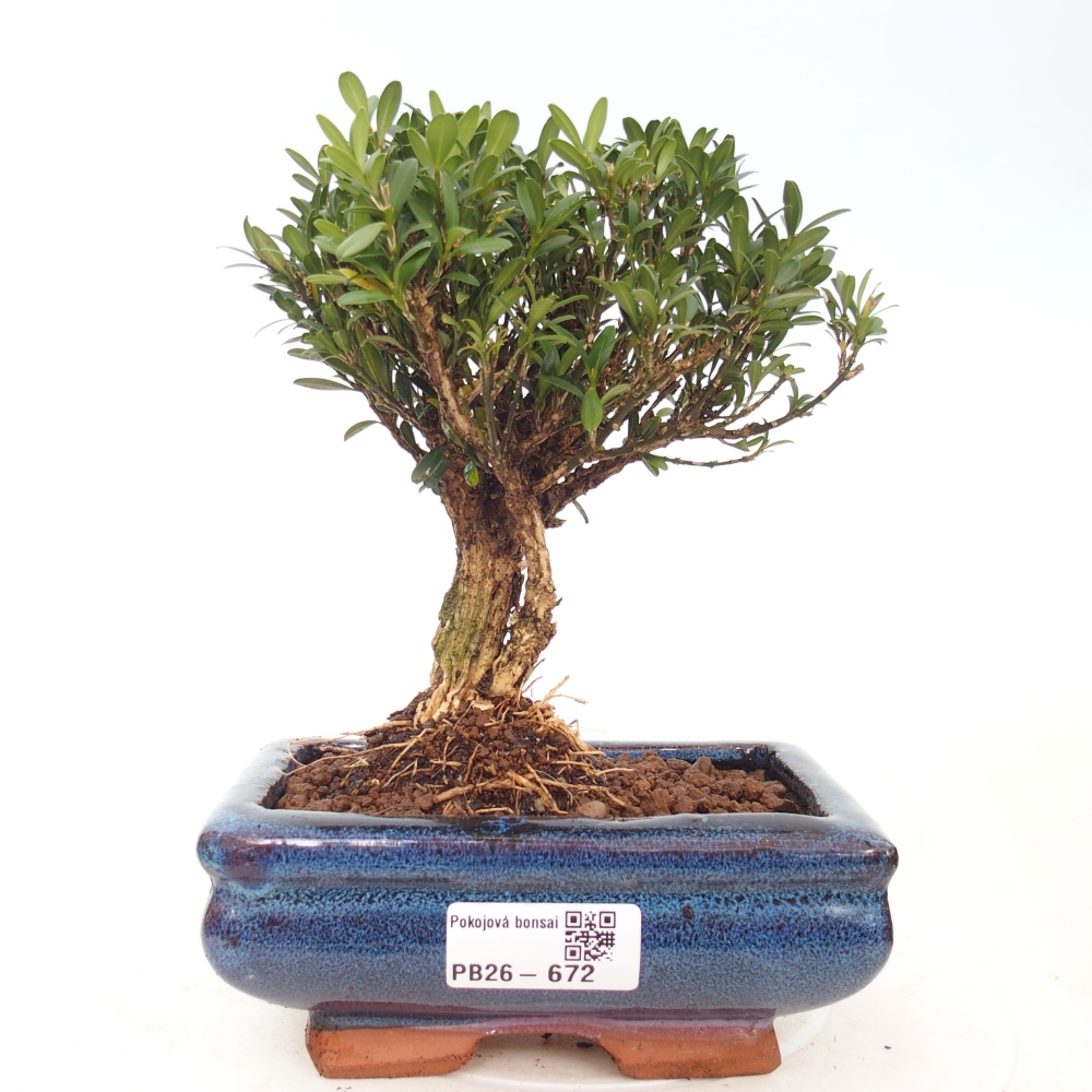 Pokój bonsai - Buxus harlandii - buxus korkowy
