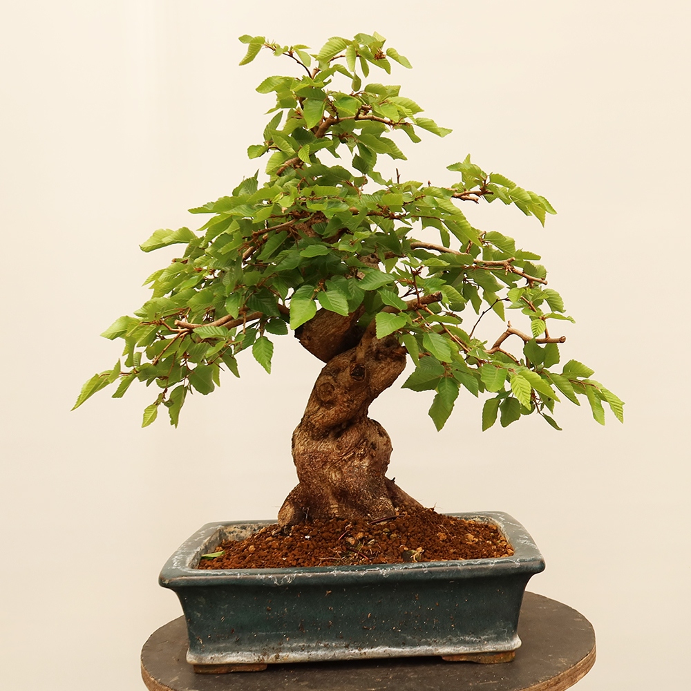Bonsai plenerowe - Carpinus Coreana - grab koreański