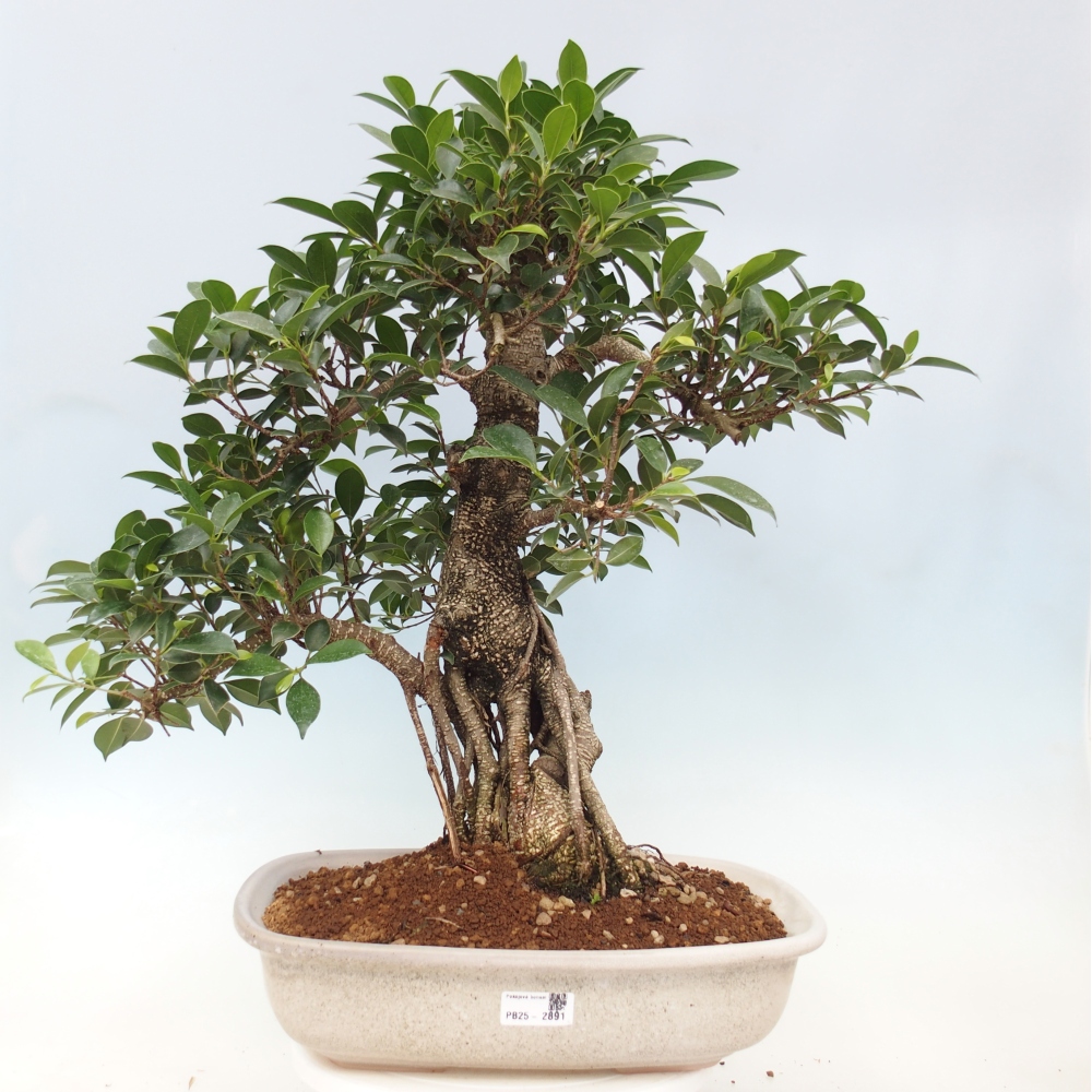 Bonsai pokojowe - Ficus kimmen - figowiec drobnolistny - WYŁĄCZNIE ODBIÓR OSOBISTY lub transport paletowy