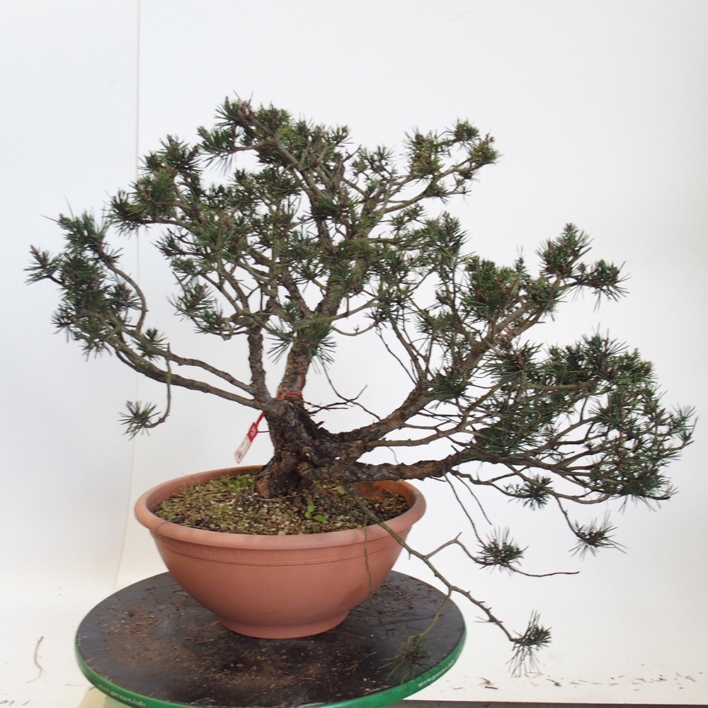 Yamadori - Pinus sylvestris Hiszpania