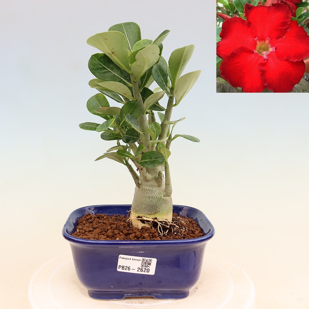 Bonsai pokojowe – Adenium obesum Red Star – Róża pustynna