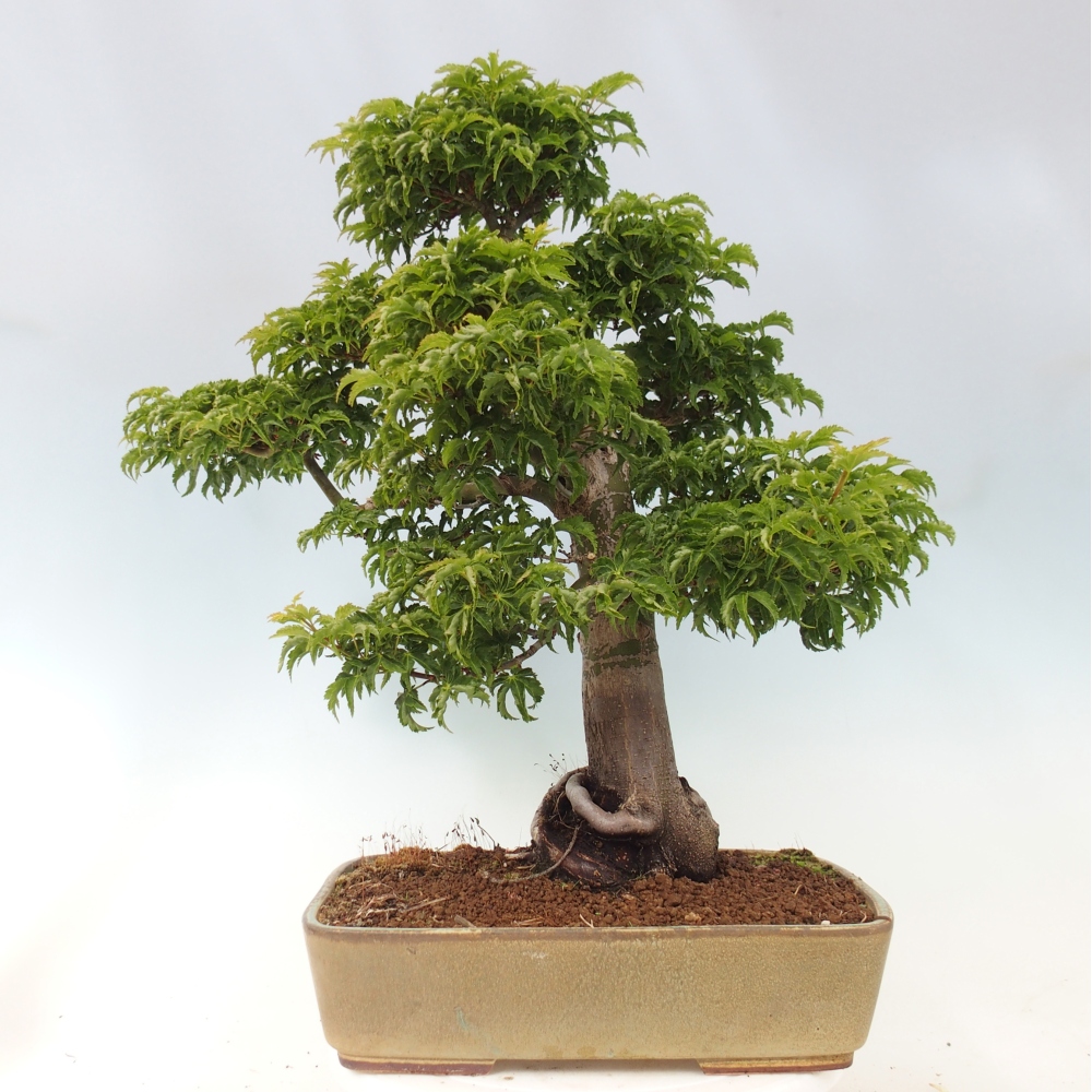 Outdoor bonsai - palma jaworowa Acer palmatum Shishigashira