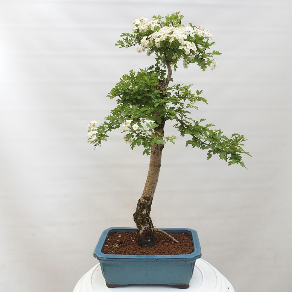 Bonsai zewnętrzne - Głóg - Crataegus monogyna