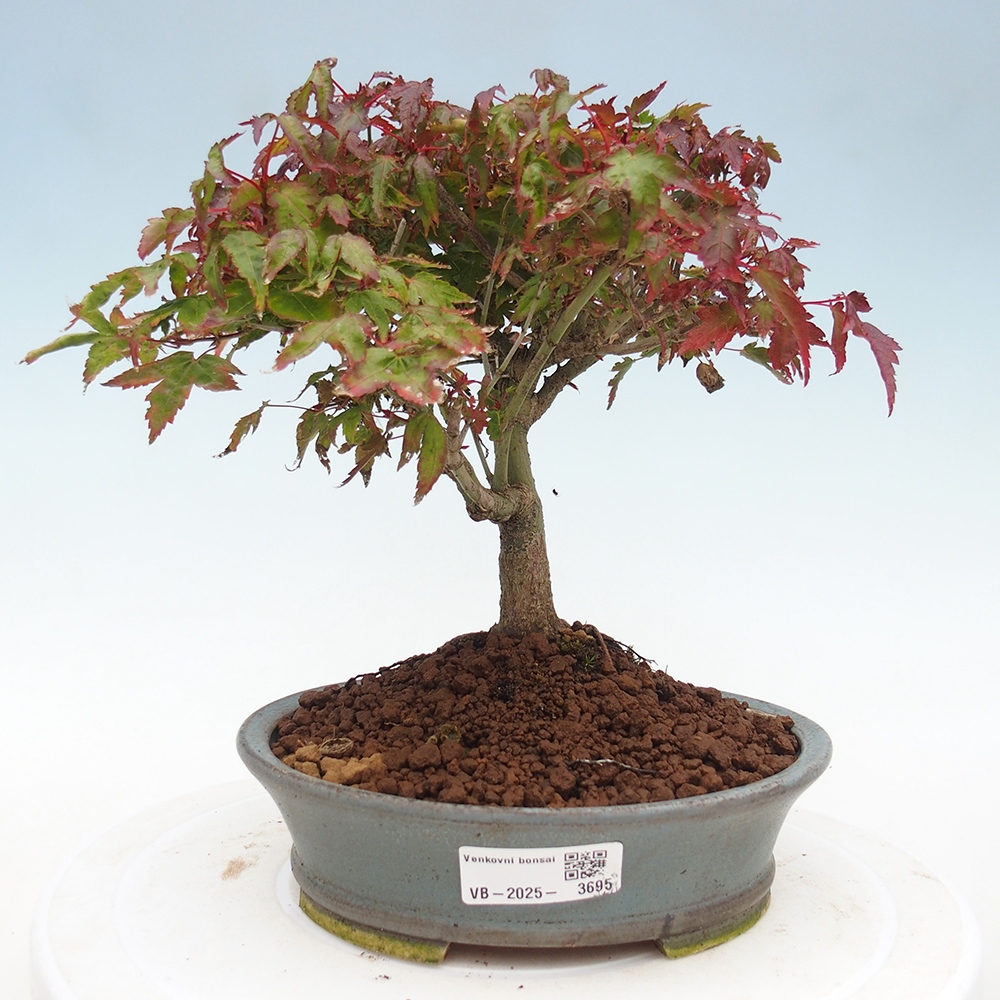 Acer palmatum KIOHIME - klon palmowy