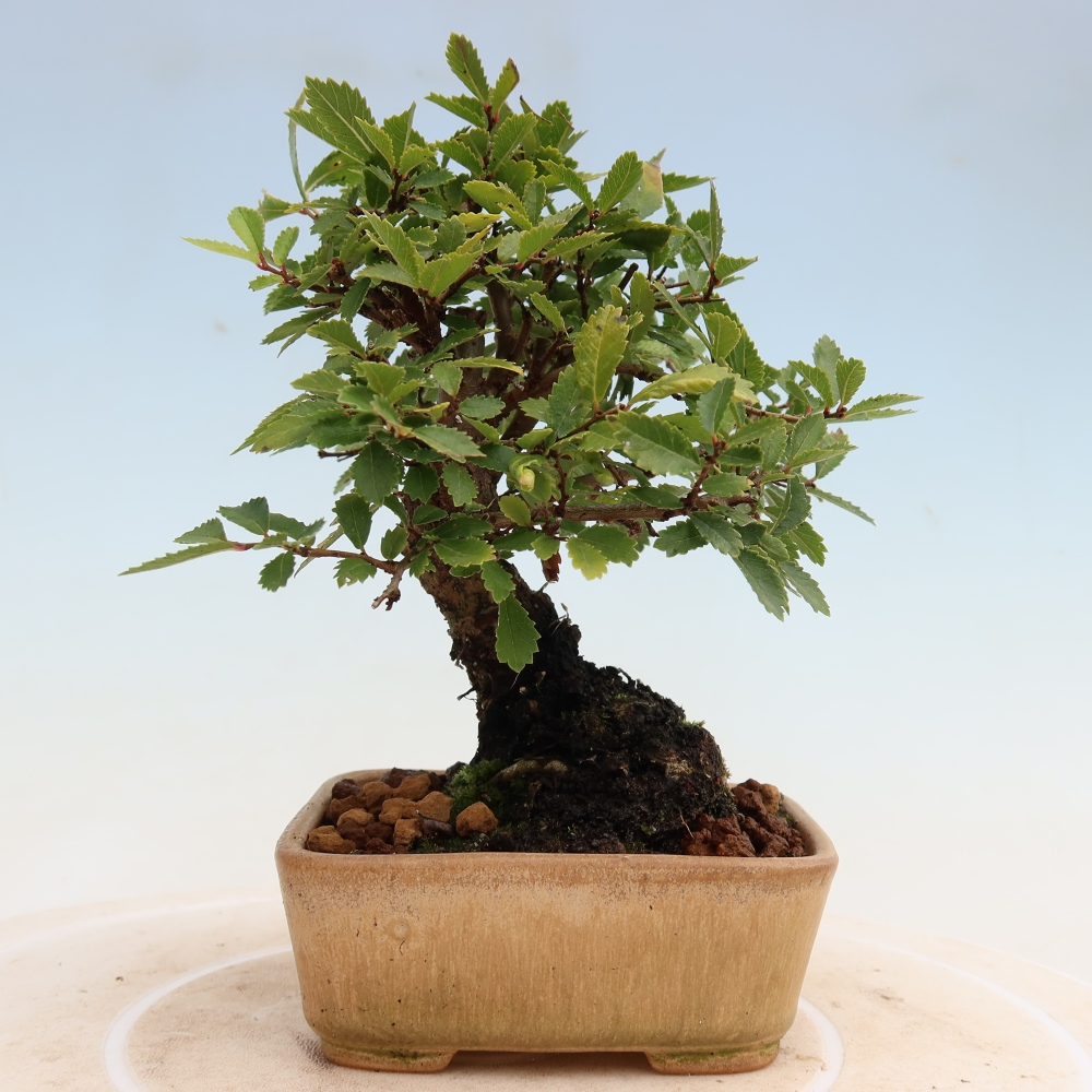 Bonsai zewnętrzne - Zelkova - Zelkova NIRE