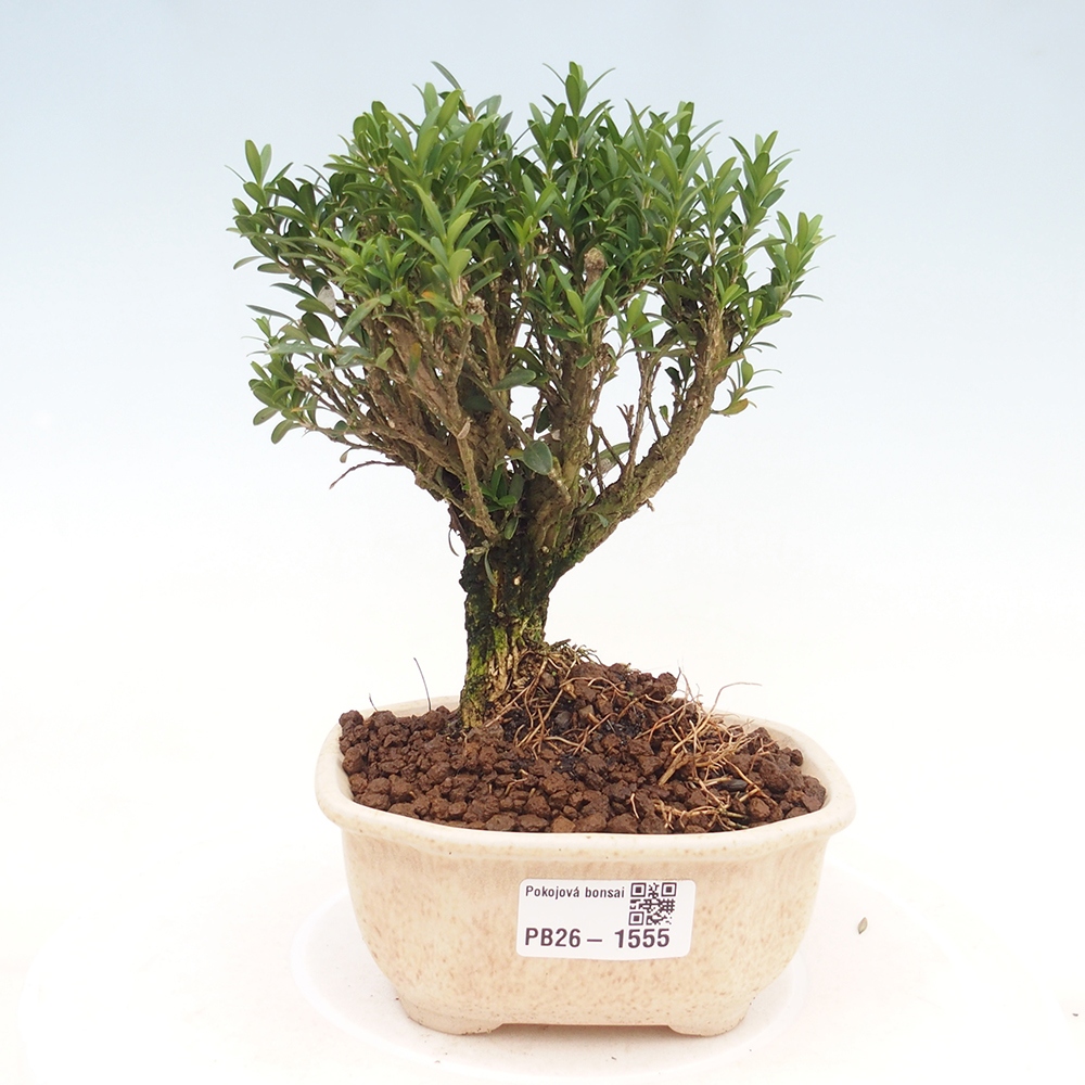 Pokój bonsai - Buxus harlandii - buxus korkowy