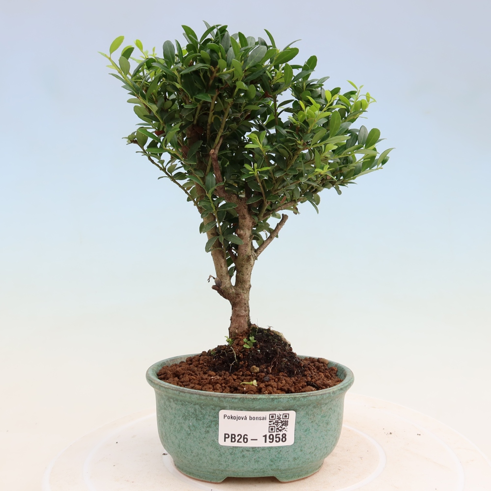 Pokój bonsai - Ilex crenata - Ostrokrzew