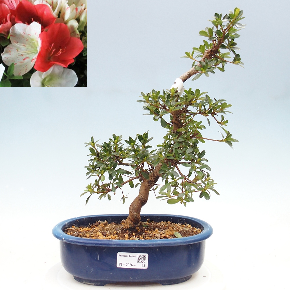 Bonsai zewnętrzne - Azalia japońska - Azalia Asahi-no-izumi