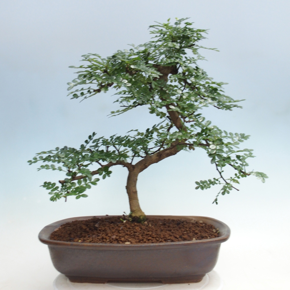 Pokój bonsai - Zantoxylum piperitum - drzewo pieprzowe