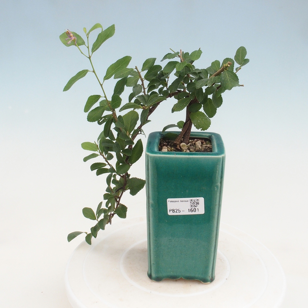 Kryty bonsai - Grewia occidentalis - Lawendowa gwiazda