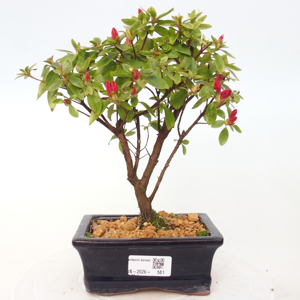 Outdoor bonsai - Azalia japońska - Azalea sp.
