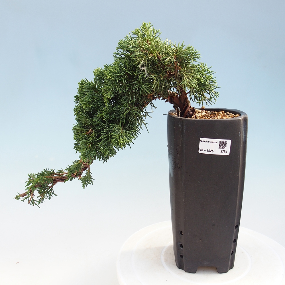 Bonsai zewnętrzne - Juniperus chinensis Kishu - Jałowiec chiński