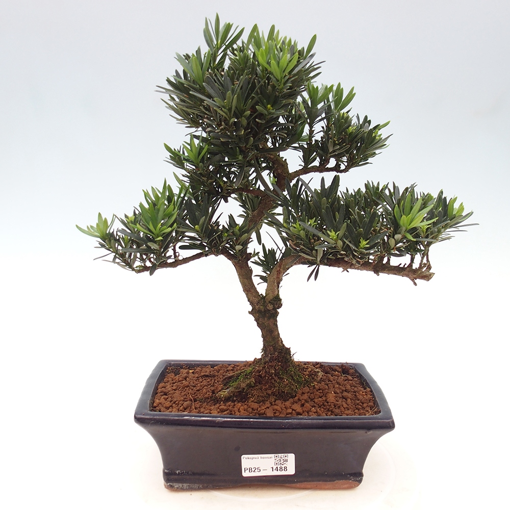 Kryty bonsai - Podocarpus - Kamień tys