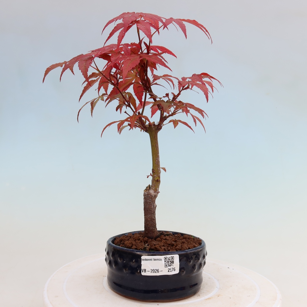 Bonsai na zewnątrz - Palma Acer. Atropurpureum-Javor palmate