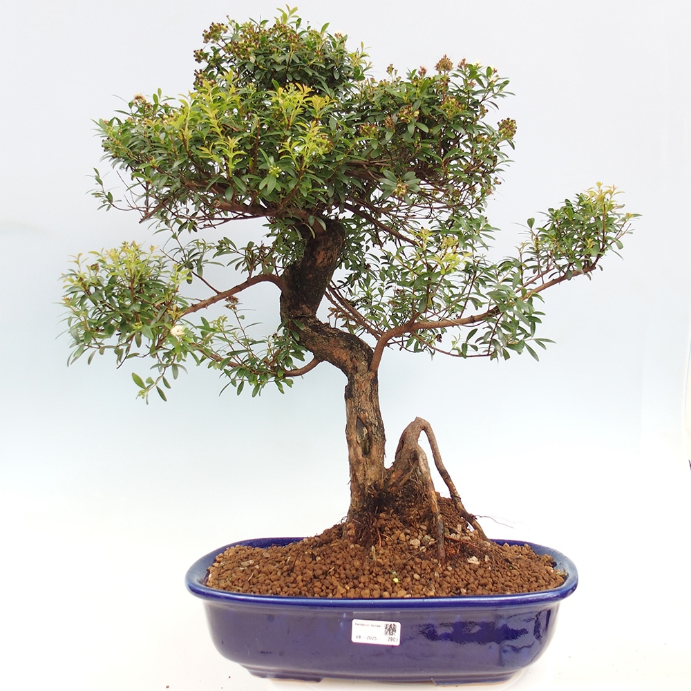 Indoor bonsai - Syzygium - Pimento - WYŁĄCZNIE ODBIÓR OSOBISTY lub transport paletowy