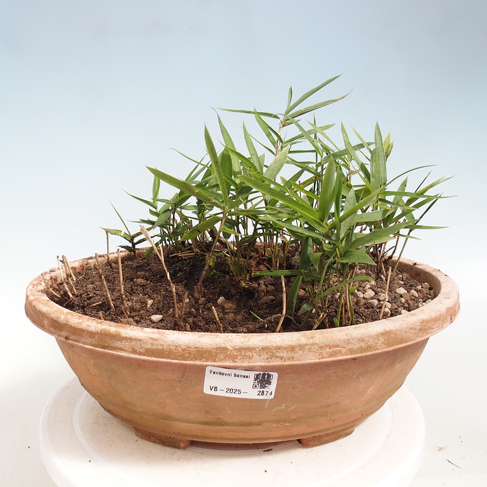 Bonsai zewnętrzne - Pleioblastus argenteostriatus f.pumilus - Bambus karłowaty