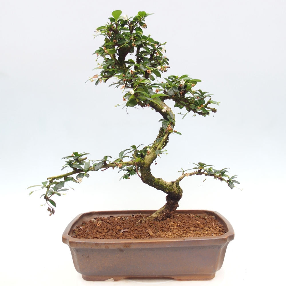 Bonsai pokojowe - Carmona macrophylla - Tea fuki