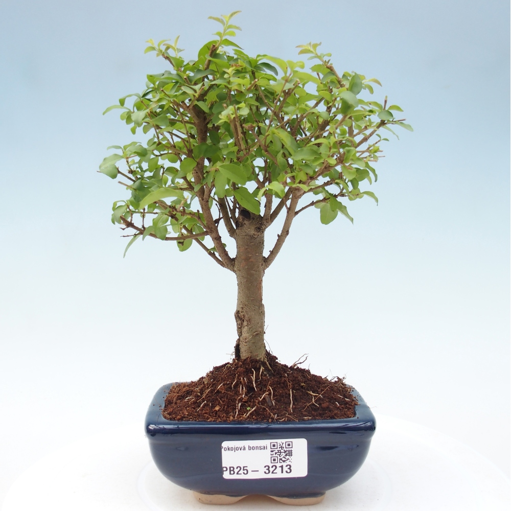 Pokój bonsai - Ligustrum chinensis - Dziób ptaka