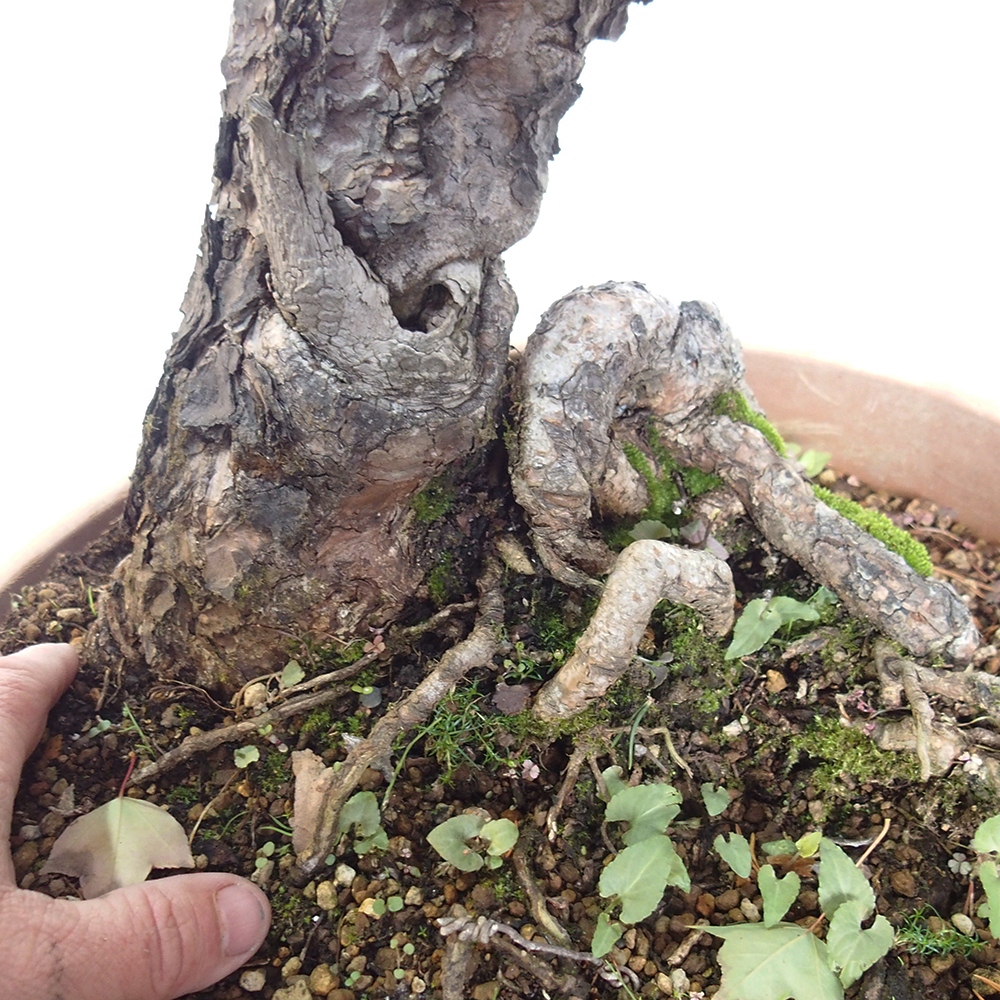 Yamadori - Pinus sylvestris Hiszpania