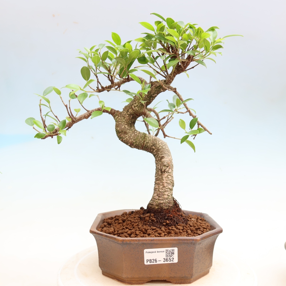Pokój bonsai - Ficus kimmen - figowiec drobnolistny