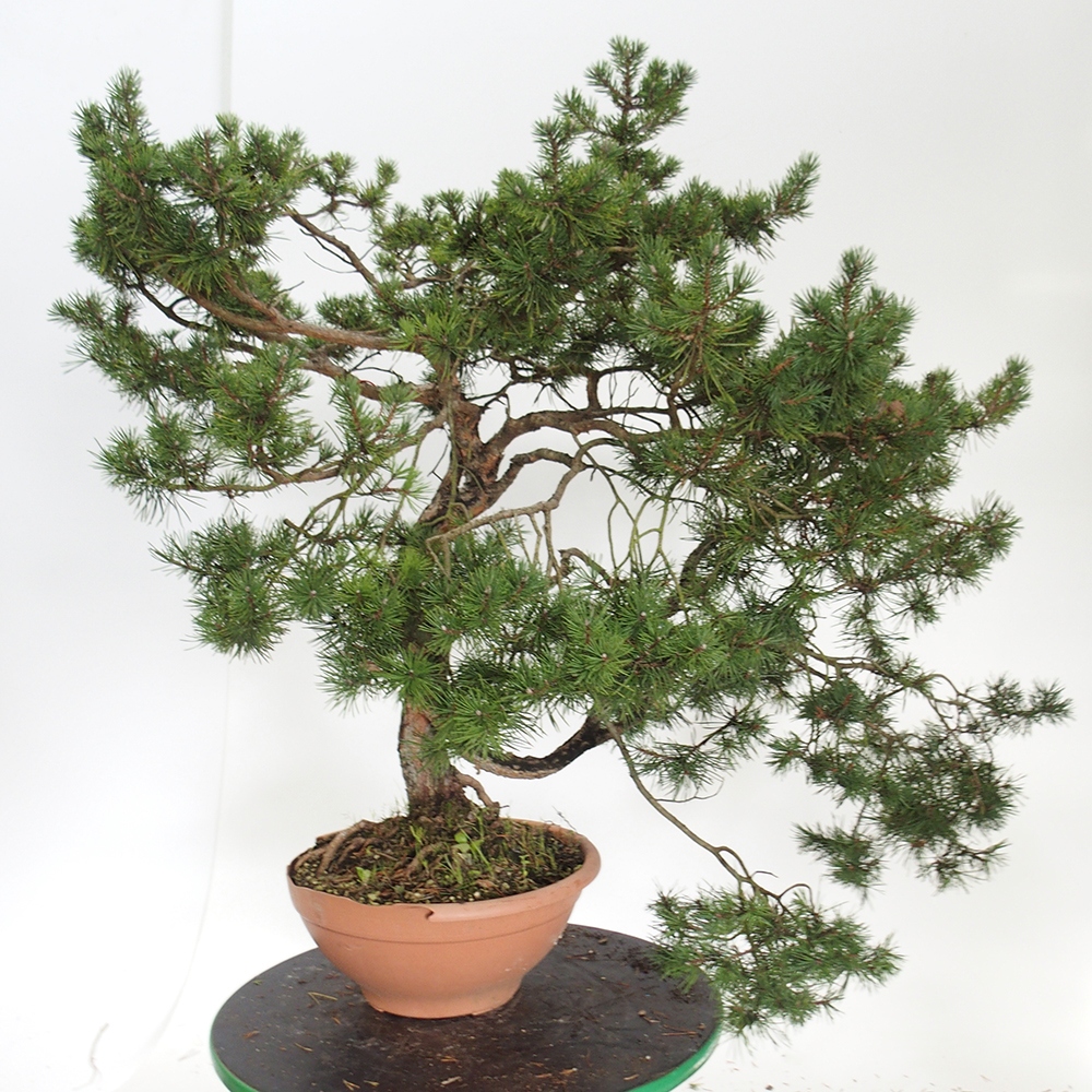 Yamadori - Pinus sylvestris Hiszpania