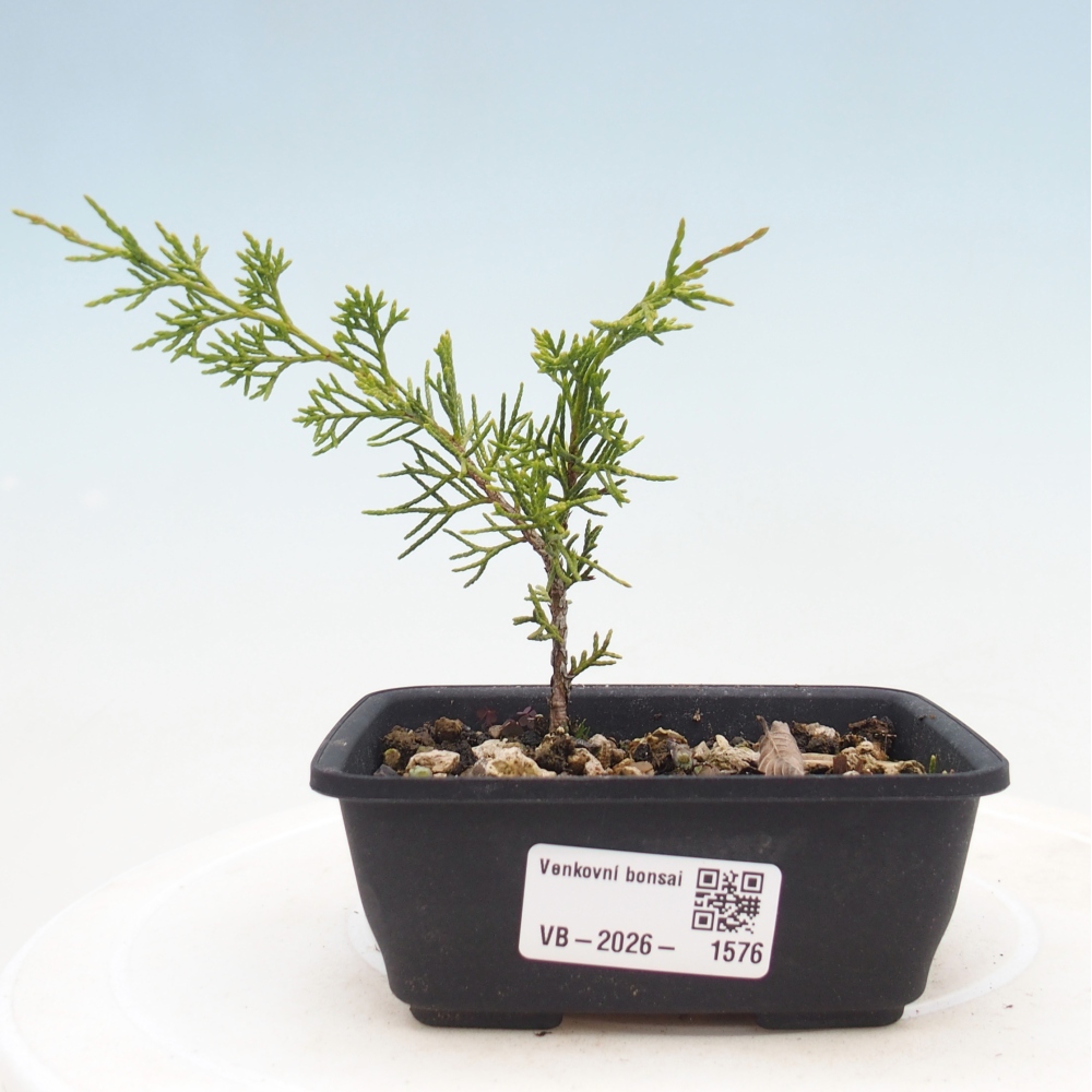 Outdoor bonsai - Juniperus chinensis Itoigawa