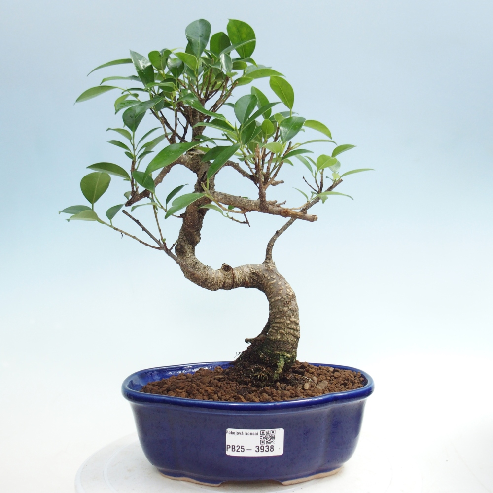 Pokój bonsai - Ficus retusa - figowiec drobnolistny