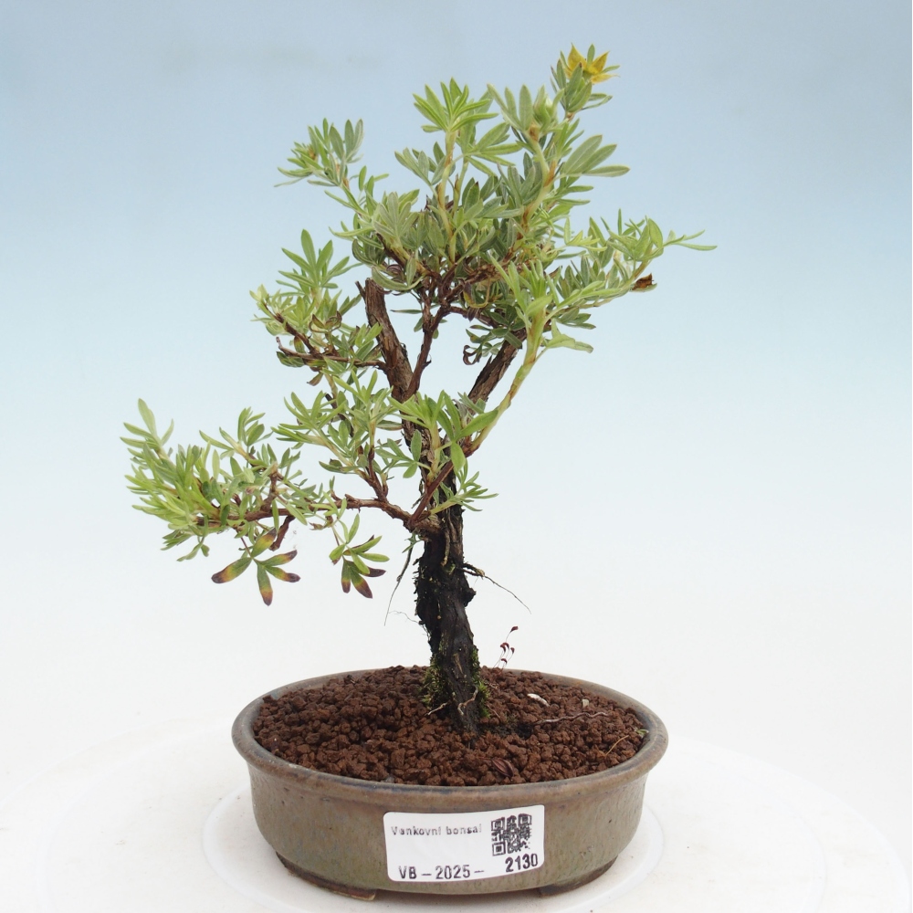 Outdoor bonsai-Pięciolistnik - Potentila fruticosa żółty Ptak