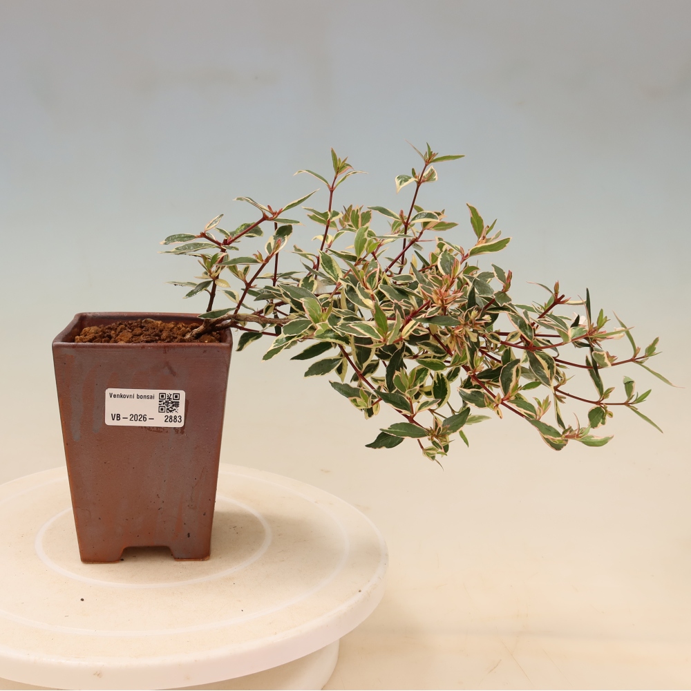 Bonsai ogrodowe – Abelia gr. Confetti – Abelia wielkokwiatowa