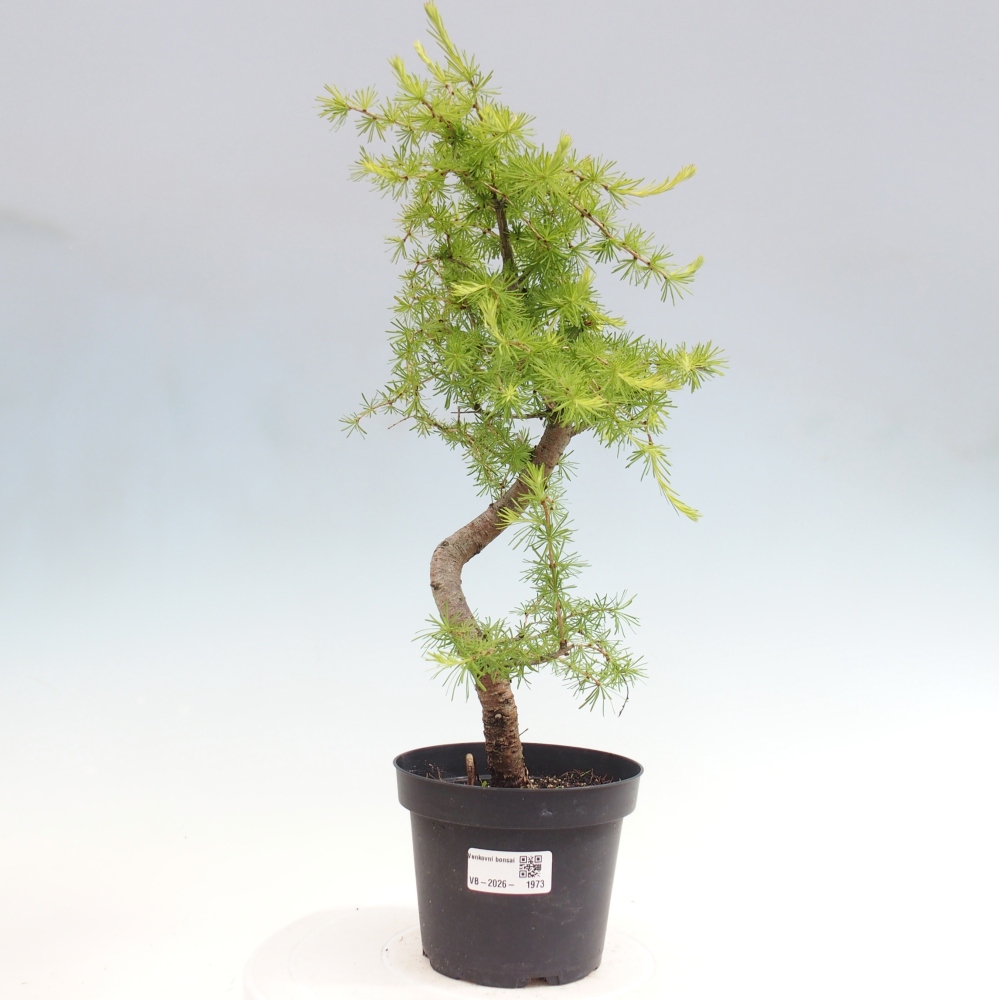 Bonsai zewnętrzne - Larix decidua - Modrzew