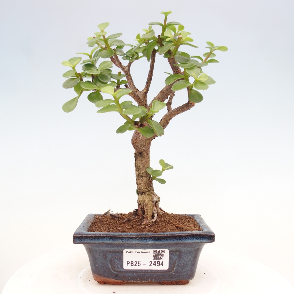 Kryty bonsai - Portulakaria Afra - Tlustice