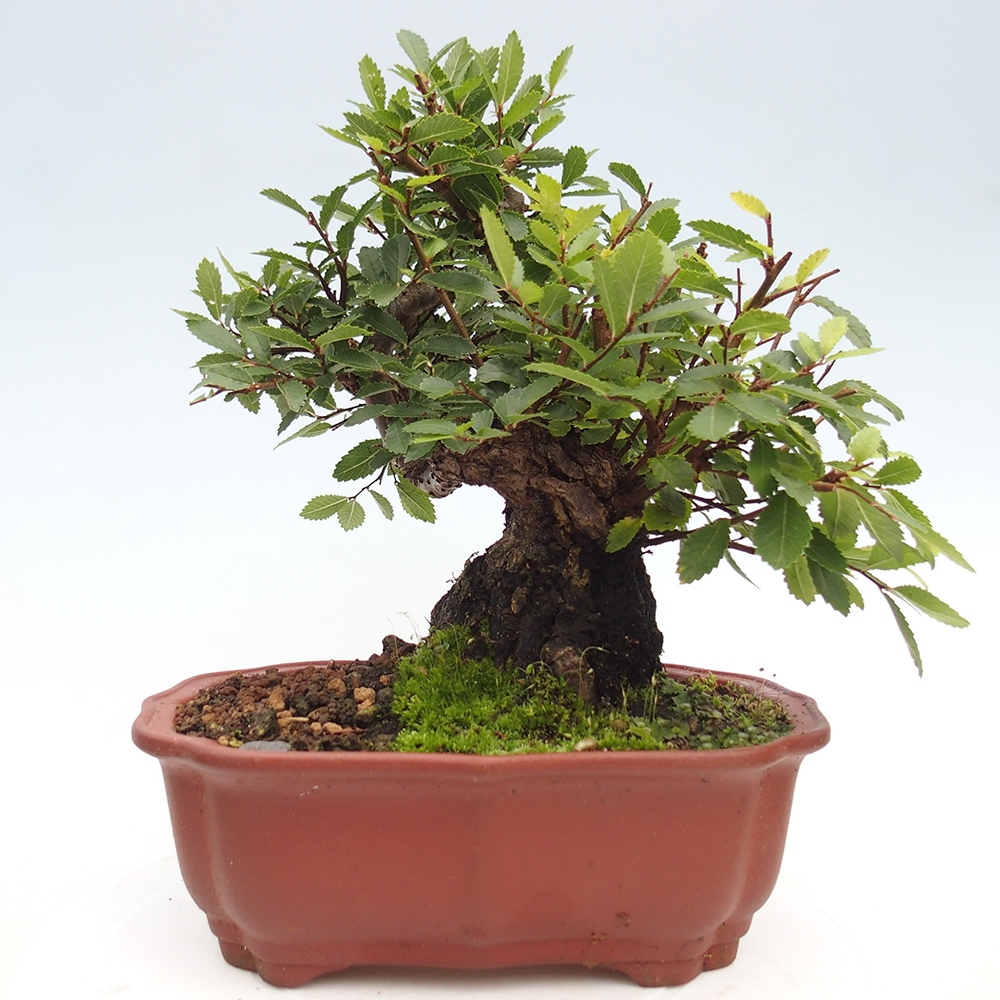 Bonsai na zewnątrz - Zelkova - Zelkova serrata
