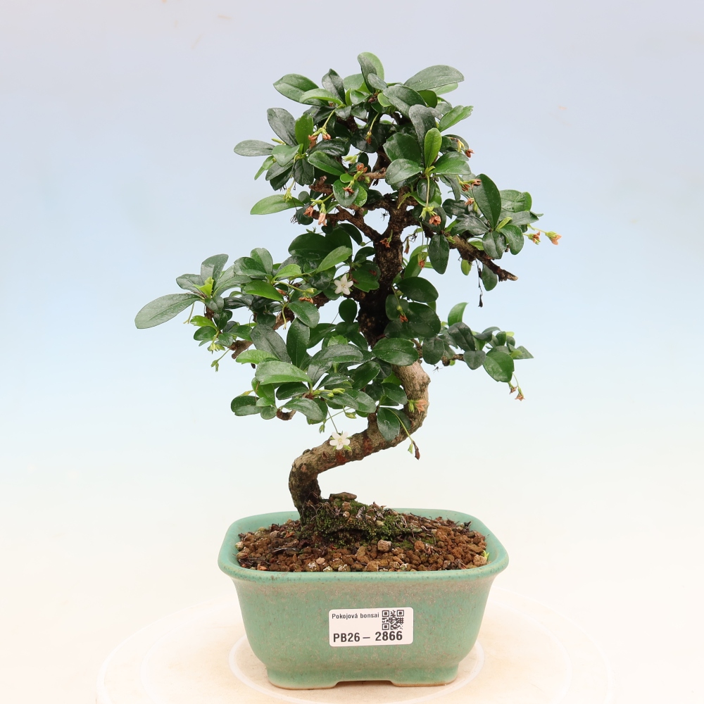 Bonsai pokojowe - Carmona macrophylla - Tea fuki