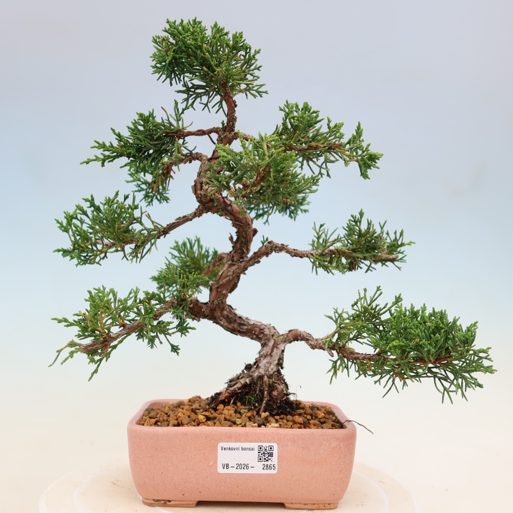 Outdoor bonsai - Juniperus chinensis Kishu