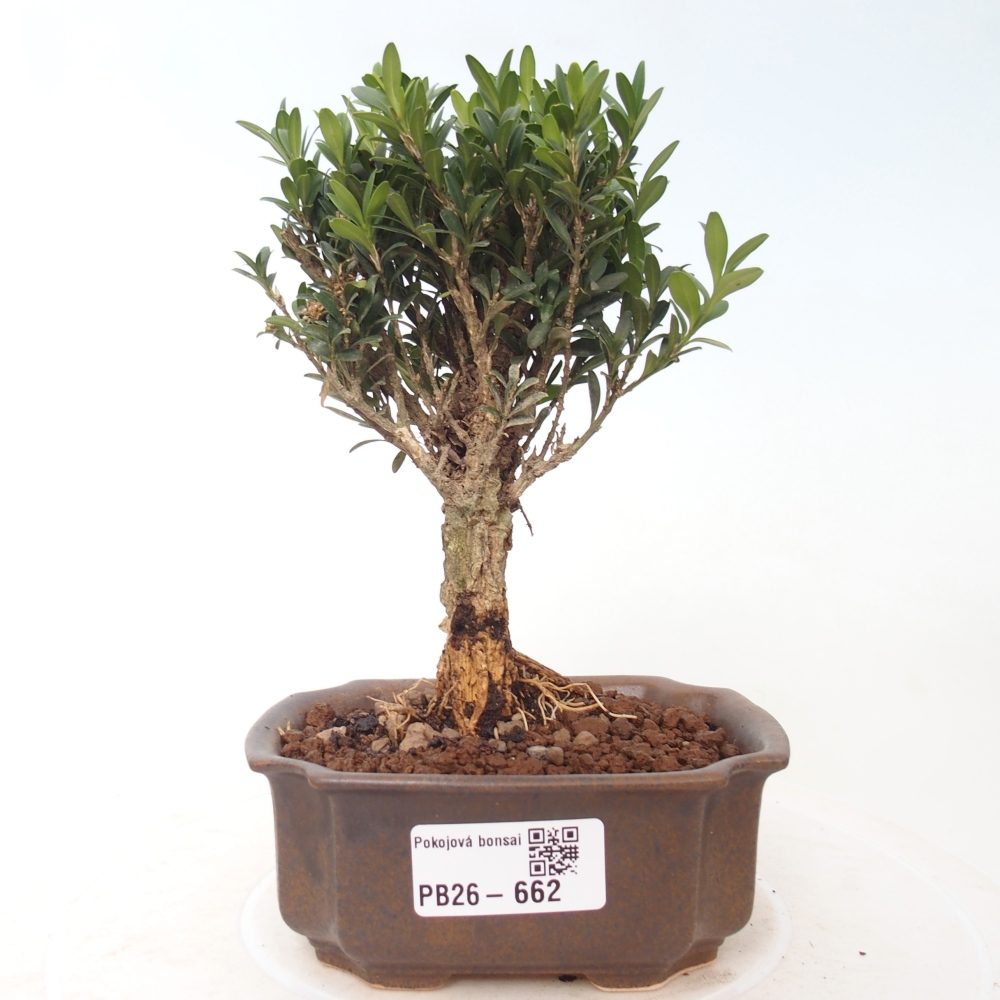 Pokój bonsai - Buxus harlandii - buxus korkowy