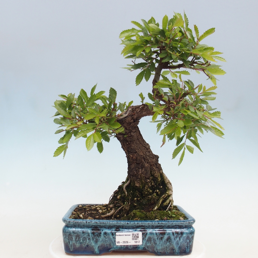 Bonsai zewnętrzne - Zelkova - Zelkova NIRE