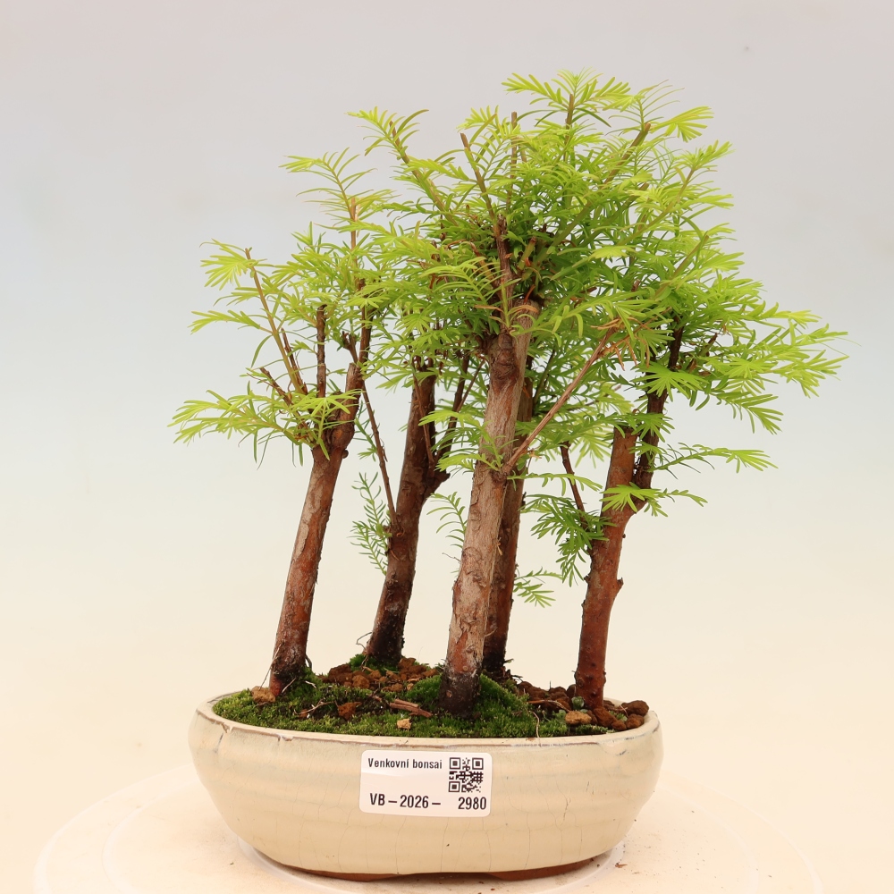 Bonsai ogrodowe – Metasequoia glyptostroboides – metasekwoja chińska – zagajnik