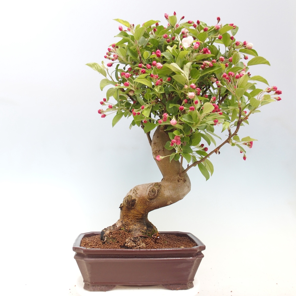 Outdoor bonsai - Malus halliana - Jabłoń drobnoowocowa
