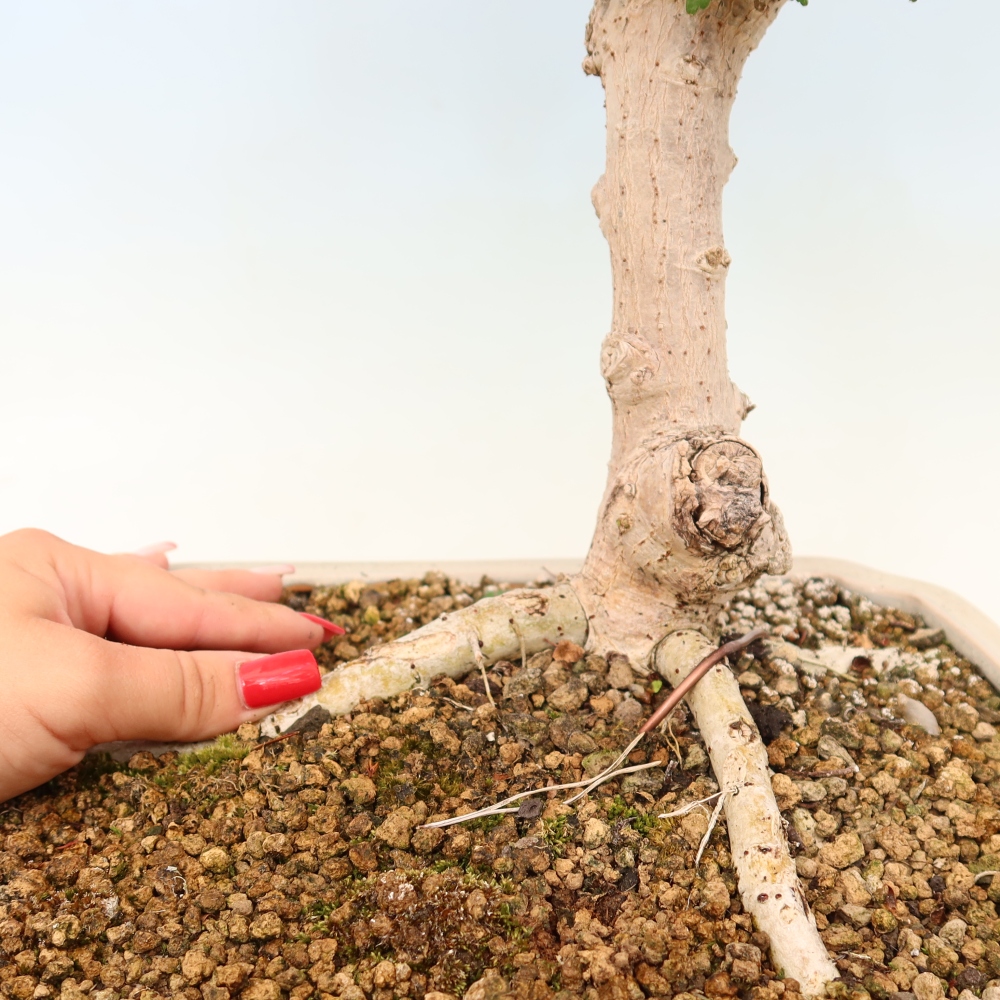 Bonsai domowe - Hibiscus tiliaceus - Hibiskus morski
