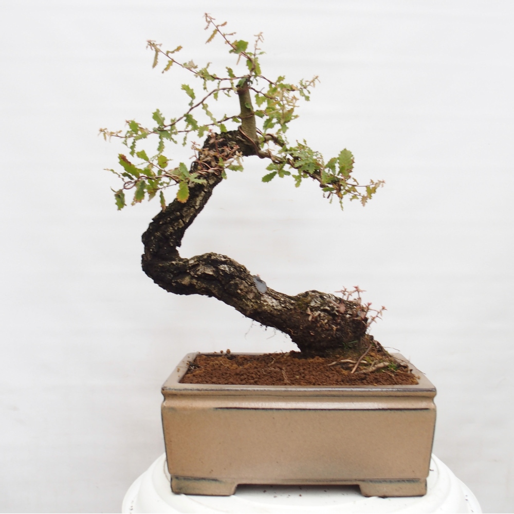 Yamadori - Quercus Ilex - Dąb ostrokrzewowy