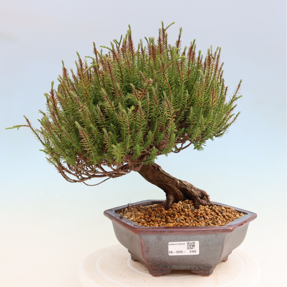 Bonsai ogrodowe – Cryptomeria – kryptomeria