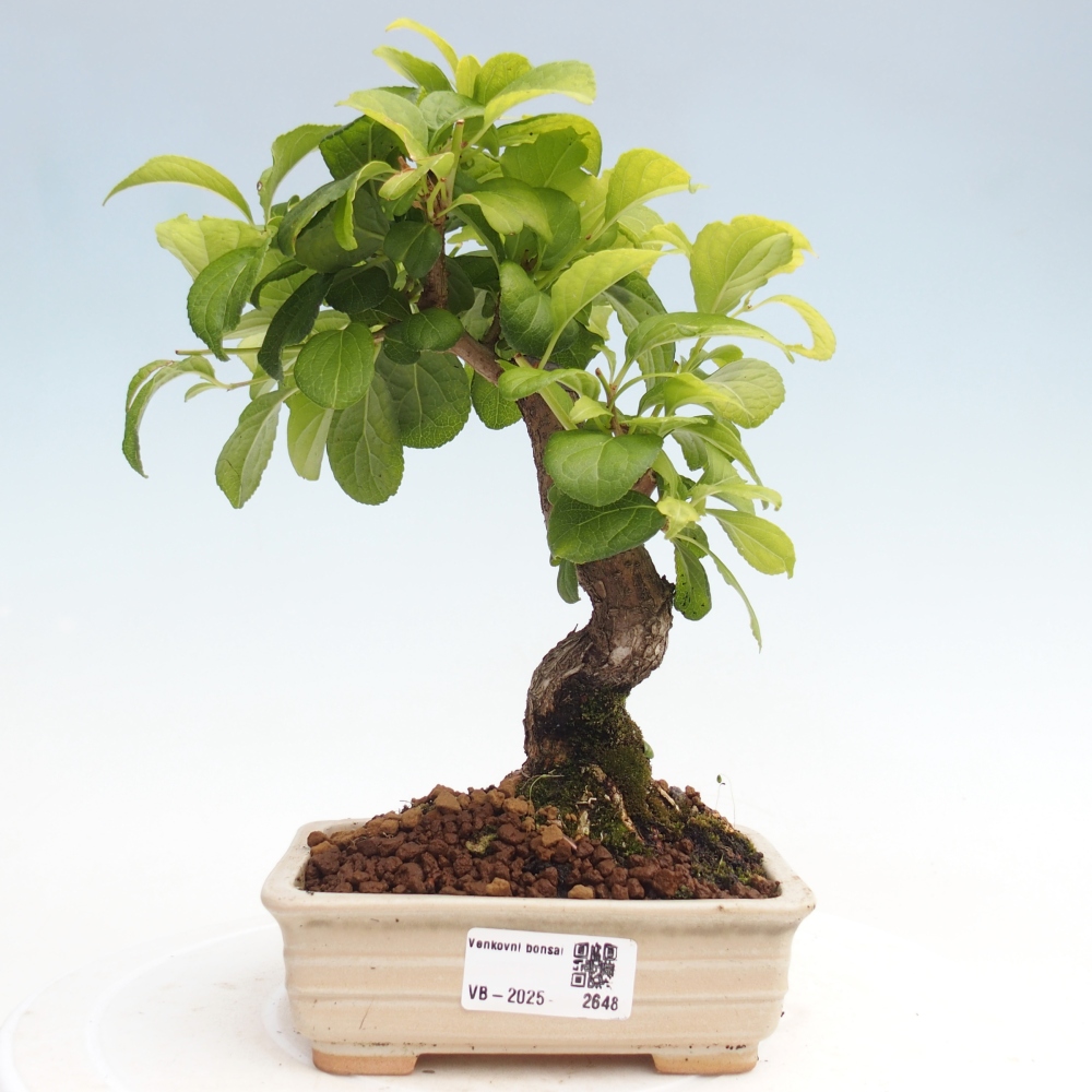 Bonsai na zewnątrz - Celastrus Jesenec