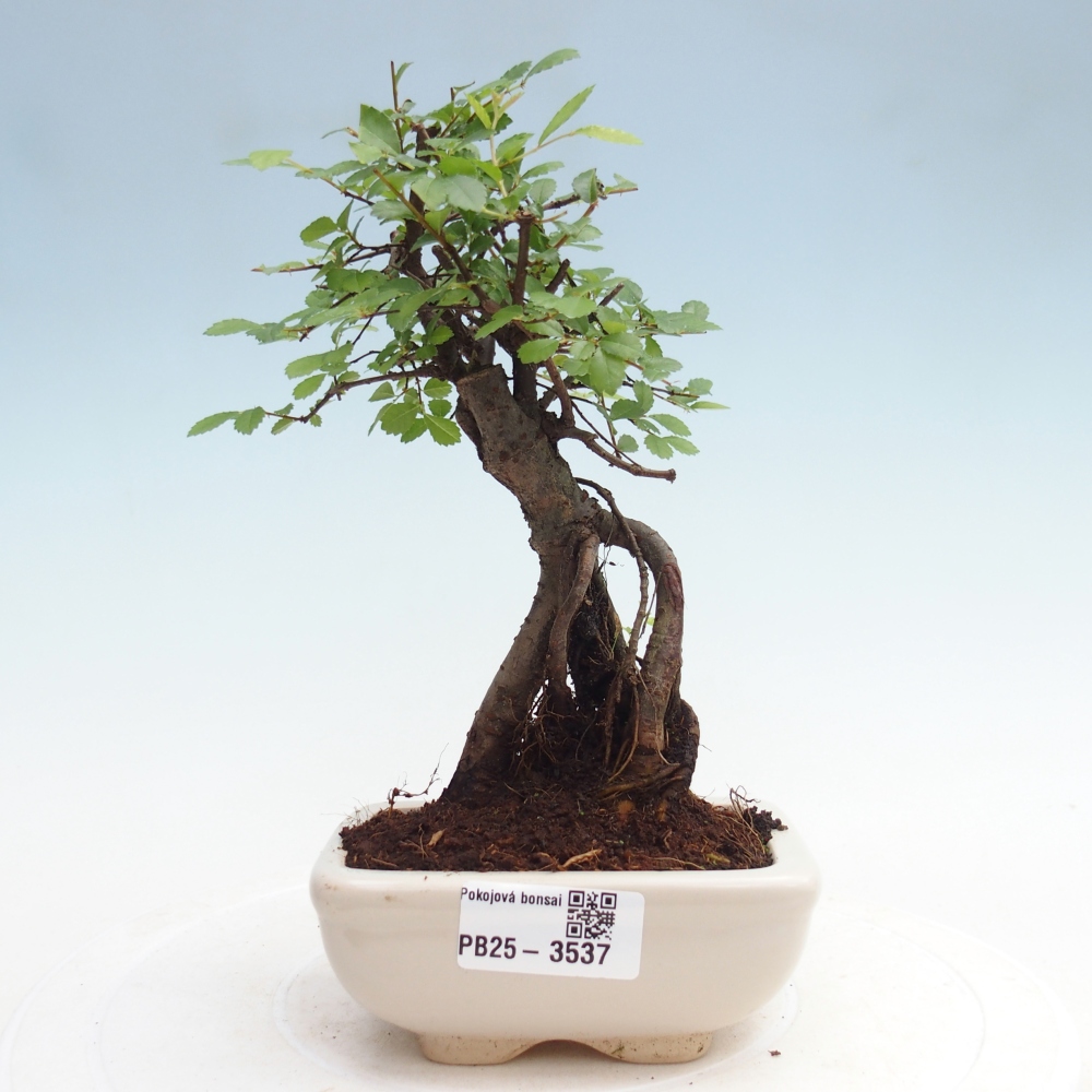 Pokój bonsai - Ulmus parvifolia - Wiąz drobnolistny
