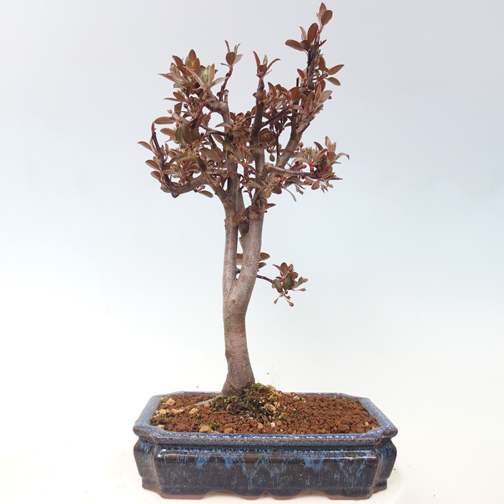 Outdoor bonsai - Malus domestica - Jabłoń czerwonolistna o małych owocach