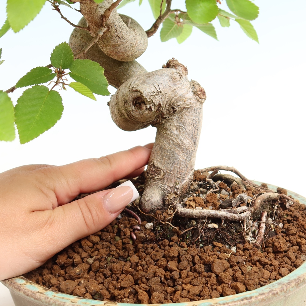 Outdoor bonsai - Carpinus coreana - grab koreański